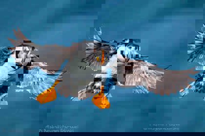 Birds in action photo contest