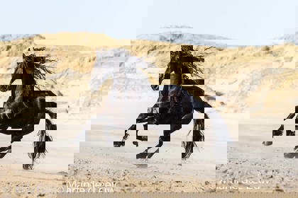 Majestic Horses: A Photo Contest