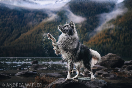 BFFs: Best Furry Friends Photo Contest