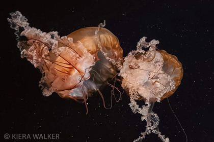 Neptune’s Lens: Underwater Photography Contest
