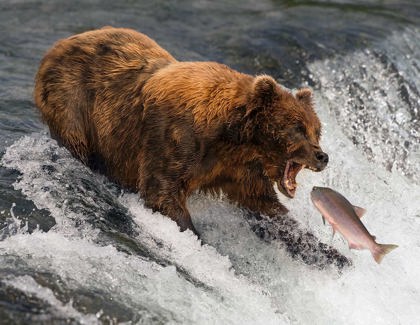 The Winners of the Wildlife Photography Contest 2025