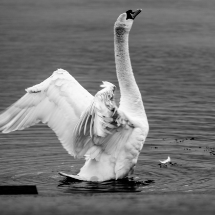 Photographer Irek Borysiewicz 