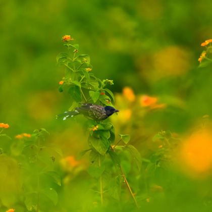 Photographer anuj sharma   India